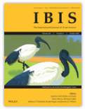 Ibis